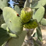 Perla D'oriente - 3* オートラント